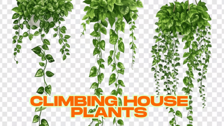 15 Must-Have Indoor Climbing Plants to Elevate Your Decor
