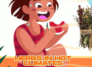 GROW HERBS in Hot Climates: Unbeatable Top 10 Tips for Growing Herbs in Hot Climates Growing Herbs in Hot Climates