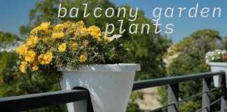 Top 10 Balcony Garden Plants for all Seasons Plants for a Balcony Garden