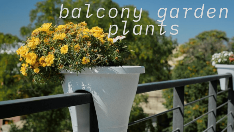 Plants for a Balcony Garden