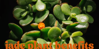 5 Jade Plant Benefits That Will Blow Your Mind! jade plant benefits