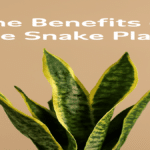 Snake Plant Benefits: The Ultimate Air-Purifying Hero snake plant benefits