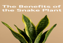Snake Plant Benefits: The Ultimate Air-Purifying Hero snake plant benefits