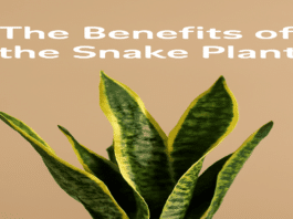 snake plant benefits