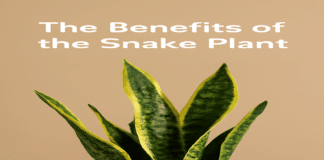 Snake Plant Benefits: The Ultimate Air-Purifying Hero snake plant benefits