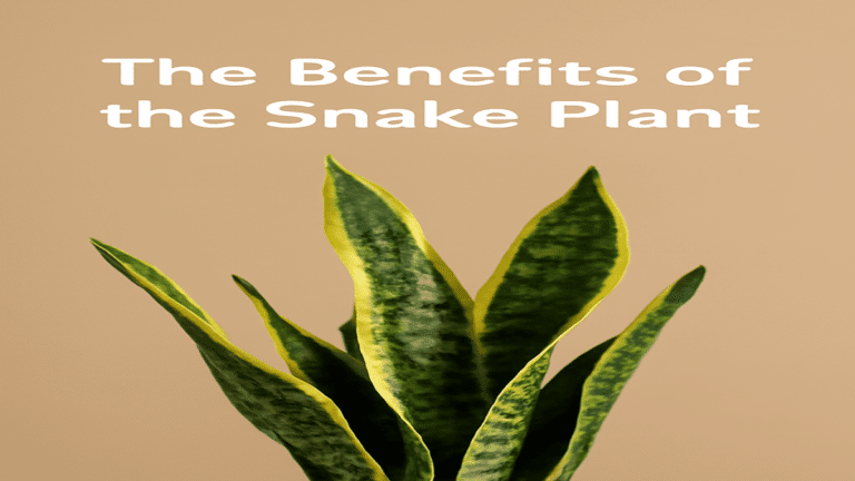 snake plant benefits