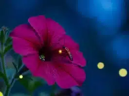 Firefly Petunia