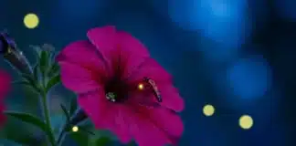 How Do You Take Care of Firefly Petunia? Ultimate Hack! Firefly Petunia