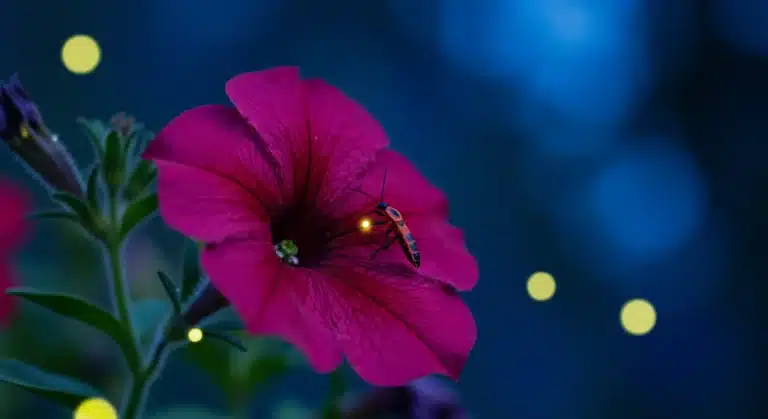 Firefly Petunia