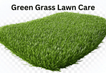 12 Game-Changing a Lush Green Grass Lawn Care Tips You Need Green Grass Lawn Care