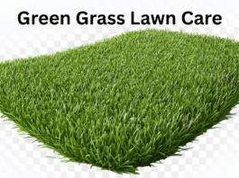 Green Grass Lawn Care