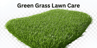 12 Game-Changing a Lush Green Grass Lawn Care Tips You Need Green Grass Lawn Care