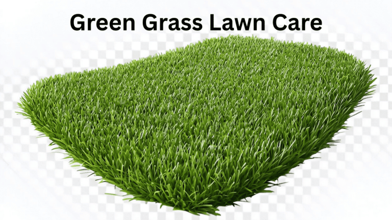 Green Grass Lawn Care