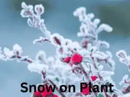 Snow on Plant