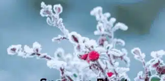 Don’t Let Snow on Plant Crush Your Garden: Expert Winter Tips Snow on Plant