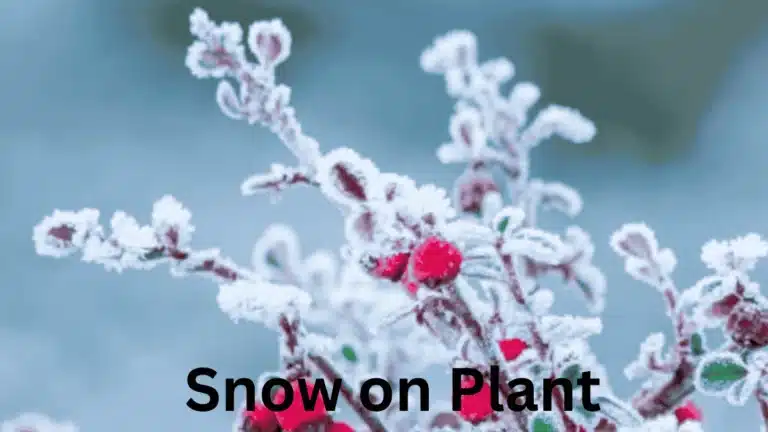 Snow on Plant