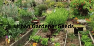 Urban Gardener Seeds: Secrets to Growing in Tight Spaces Urban Gardener Seeds