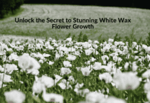 Unlock the Secret to Stunning White Wax Flower Growth Unlock the Secret to Stunning White Wax Flower Growth