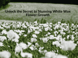 Unlock the Secret to Stunning White Wax Flower Growth