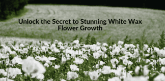 Unlock the Secret to Stunning White Wax Flower Growth Unlock the Secret to Stunning White Wax Flower Growth