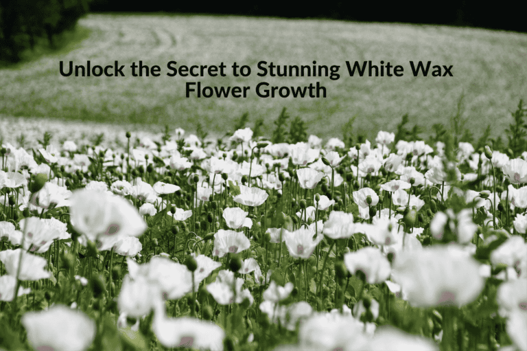 Unlock the Secret to Stunning White Wax Flower Growth