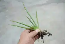 Why Should aloe vera be cloned Why Should aloe vera be cloned