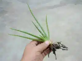 Why Should aloe vera be cloned