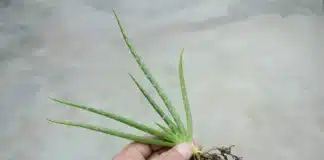 Why Should aloe vera be cloned Why Should aloe vera be cloned