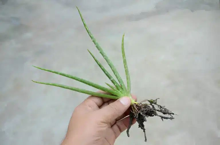 Why Should aloe vera be cloned