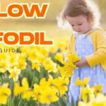 Ultimate Yellow Daffodils Care Guide: How to Grow and Enjoy These Sunny Spring Beauties Yellow daffodil bulbs planted in well-draining garden soil ready to bloom