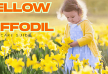 Ultimate Yellow Daffodils Care Guide: How to Grow and Enjoy These Sunny Spring Beauties Yellow daffodil bulbs planted in well-draining garden soil ready to bloom