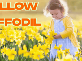 Yellow daffodil bulbs planted in well-draining garden soil ready to bloom