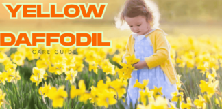 Ultimate Yellow Daffodils Care Guide: How to Grow and Enjoy These Sunny Spring Beauties Yellow daffodil bulbs planted in well-draining garden soil ready to bloom
