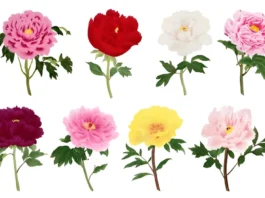 Colour Peony