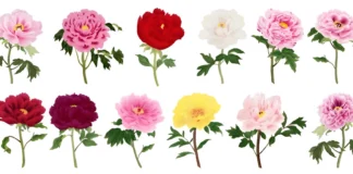 Colour Peony Varieties Exposed – Grow Like a Pro! Colour Peony