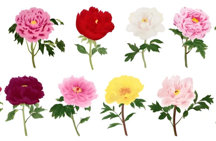 Colour Peony