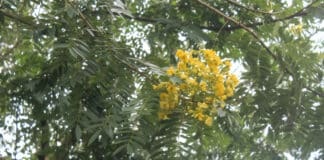 Unlocking the Secrets of the Senna Shrub: Nature’s Untamed Powerhouse Senna Shrub