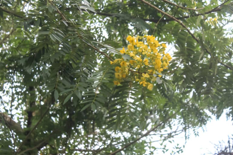 Senna Shrub