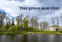 What Trees Grow Near Rivers? Your Guide to Beautiful, Resilient Riverbank Treeswhat tree grows near rivers What Trees Grow Near Rivers