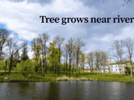 What Trees Grow Near Rivers