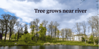 What Trees Grow Near Rivers? Your Guide to Beautiful, Resilient Riverbank Treeswhat tree grows near rivers What Trees Grow Near Rivers