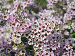 White Wax Flower