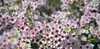 Why White Wax Flower Is Every Florist’s Secret Star White Wax Flower