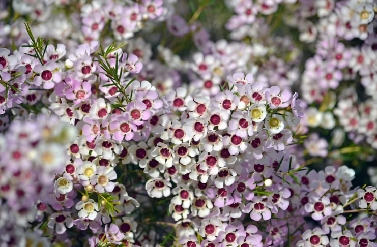 White Wax Flower