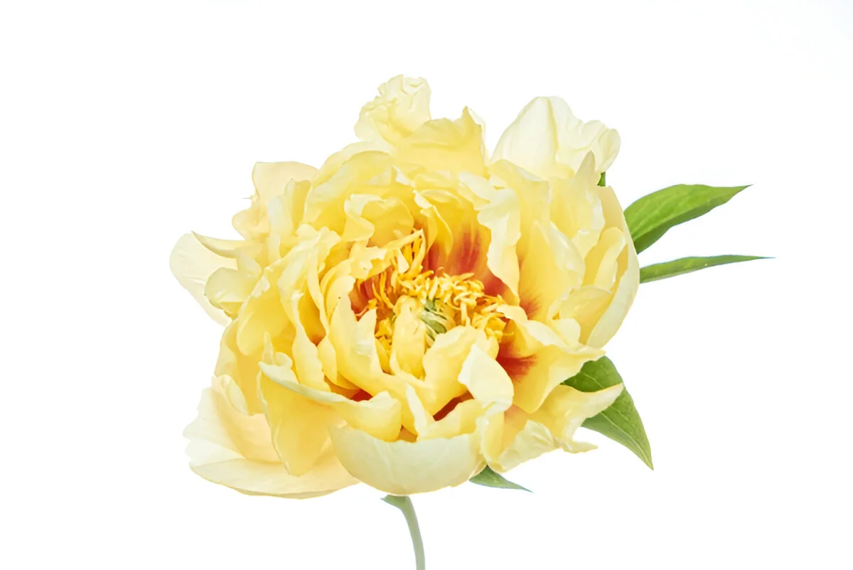 yellow 1