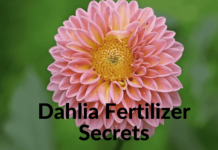 Dahlia Fertilizer Secrets: Boost Your Blooms Like a Pro! Dahlia Fertilizer