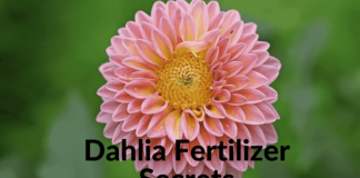 Dahlia Fertilizer Secrets: Boost Your Blooms Like a Pro! Dahlia Fertilizer
