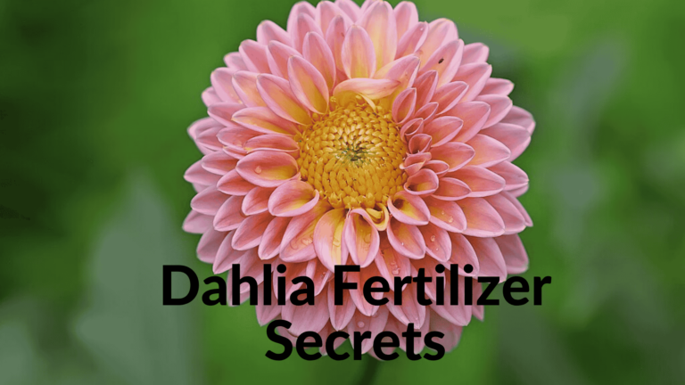 Dahlia Fertilizer Secrets: Boost Your Blooms Like a Pro!