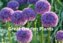 Great Garden Plants: The Ultimate Guide to Building a Beautiful and Functional Garden Great Garden Plants