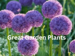 Great Garden Plants
